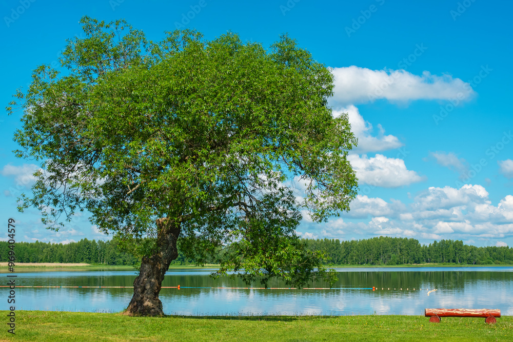 Willow tree by Lake shore