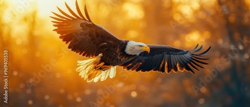 Majestic Bald Eagle in Flight Over Sunset Landscape