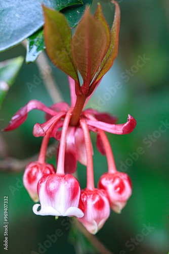  Cluster of Delicate Pink Chinese New Year Flower (Enkianthus quinqueflorus) photo