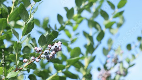 北海道千歳市の収穫前のブルーベリー