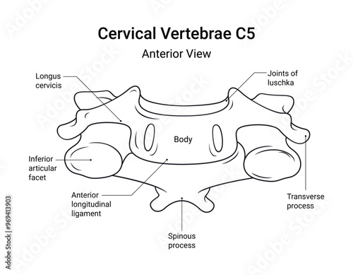 Anatomy of Cervical Vertebrae C5 Anterior View in Line Style photo