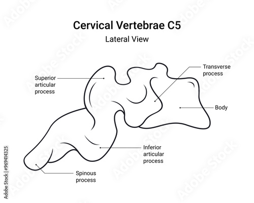 Anatomy of Cervical Vertebrae C5 Lateral View in Line Style