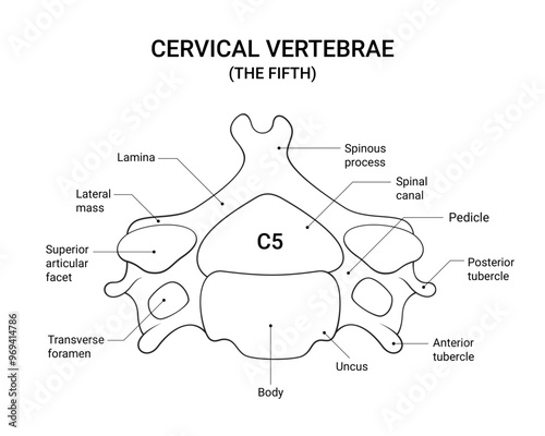 The Fifth (C5 Vertebra) Anatomy Diagram in Line Style