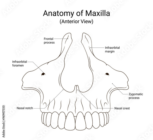 Schematic Diagram of Maxillary Anterior View in Line Style