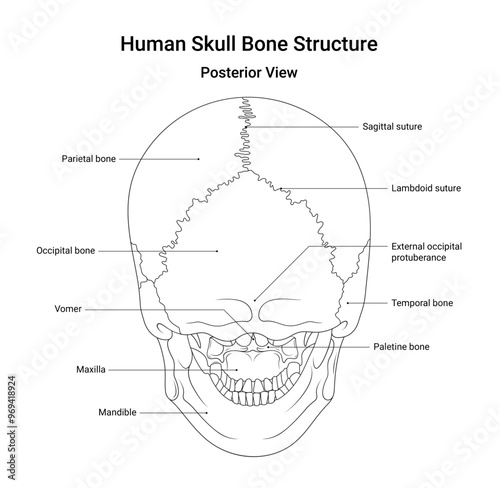 Bone Structure of Human Skull Posterior View in Line Style