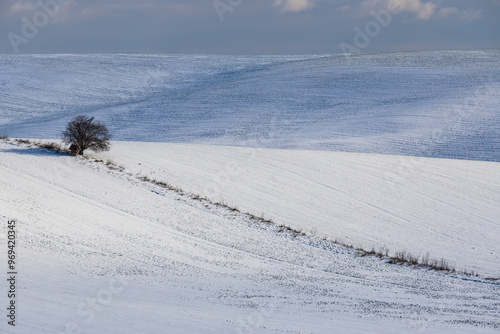 winter landscape with a lonely tree in Slovacko, Southern Moravia, Czech Republic photo