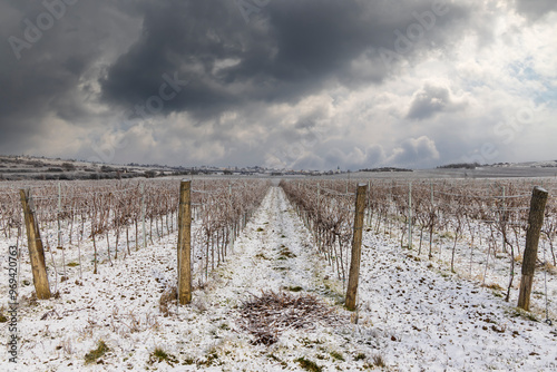 Winter vineyard near Hnanice, Znojmo region, Southern Moravia, Czech Republic