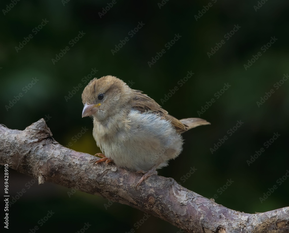 Fototapeta premium Close-up of a small bird perched on a branch.