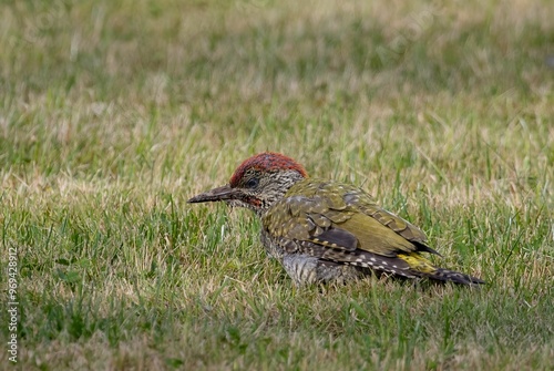 European green woodpecker foraging on the ground in grass.