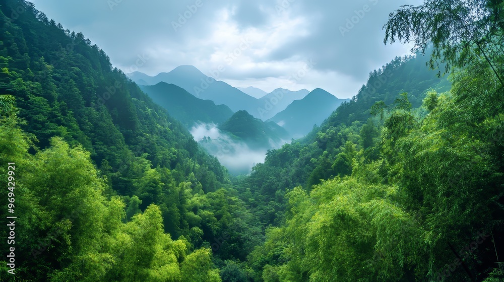 Vast Bamboo forest landscape taken on top of Moganshan mountain Vast Bamboo forest landscape taken on top of Moganshan mountain