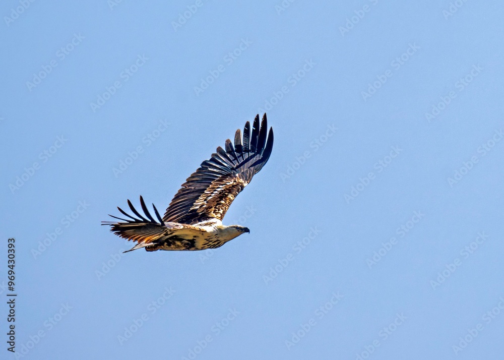 Fototapeta premium Juvenile African Fish Eagle (Haliaeetus vocifer) flying over Lake Nakuru, Kenya