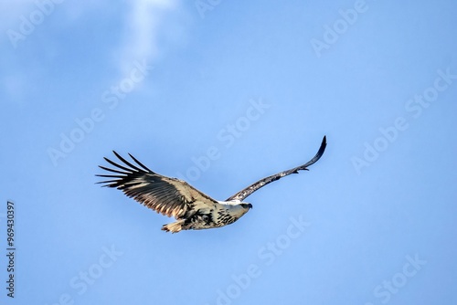 Juvenile African Fish Eagle (Haliaeetus vocifer) flying over Lake Nakuru, Kenya photo