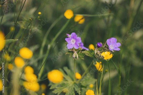 Close up of wood cranesbill, woodland geranium in a wood forest. Wildflowers and herbs in a meadow. mountain flowers. 