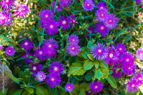 A vibrant garden filled with blooming pink and purple flowers, showcasing the beauty of nature in full bloom