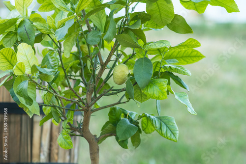 young lemon tree in the garden against the background of wooden tubs