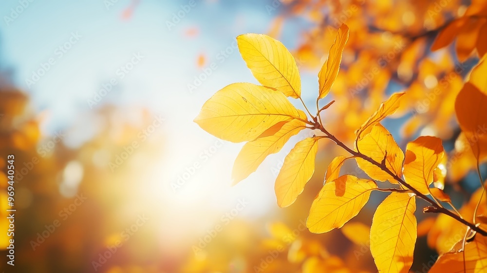 Autumn yellow leaf closeup. Bright orange tree change. Blur bokeh on background. Golden color in park Light sunny warm october day. Red leaves in garden Sun in blue sky. Fall nature woods sunset scene Autumn yellow leaf closeup. Bright orange tree change. Blur bokeh on background. Golden color in park Light sunny warm october day. Red leaves in garden Sun in blue sky. Fall nature woods sunset scene