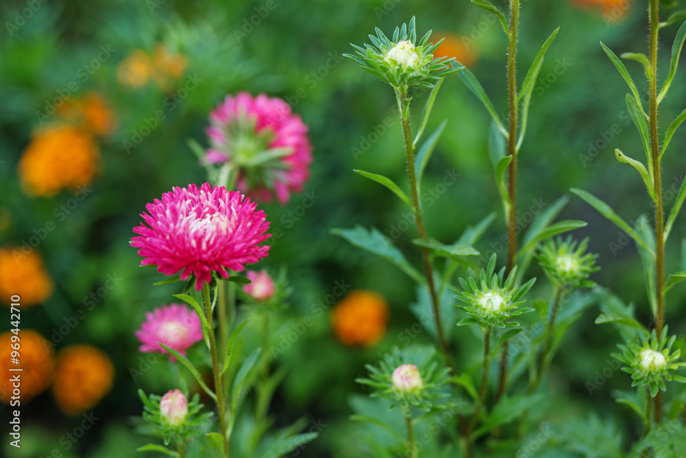 Vibrant Pink and Orange Flowers Blooming in Garden Vibrant Pink and Orange Flowers Blooming in Garden