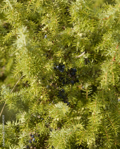 Flora of Spain - Juniperus oxycedrus, prickly juniper
 photo