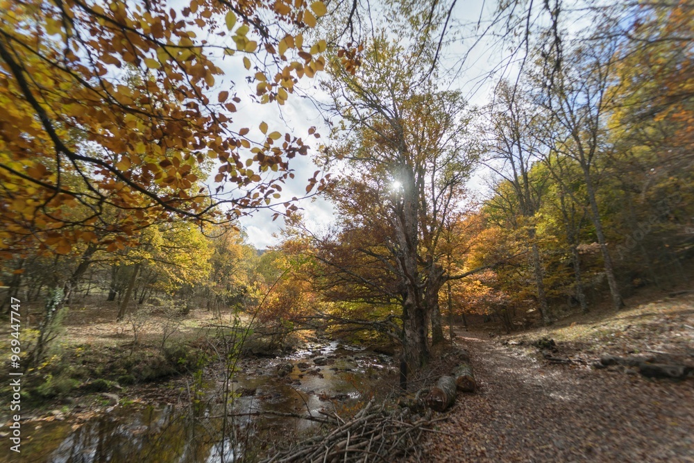 A serene autumn forest landscape with a running stream and colorful foliage with a clear sky. A serene autumn forest landscape with a running stream and colorful foliage with a clear sky.