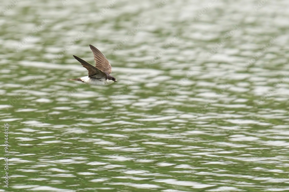 Swift bird flying over rippling green water Swift bird flying over rippling green water