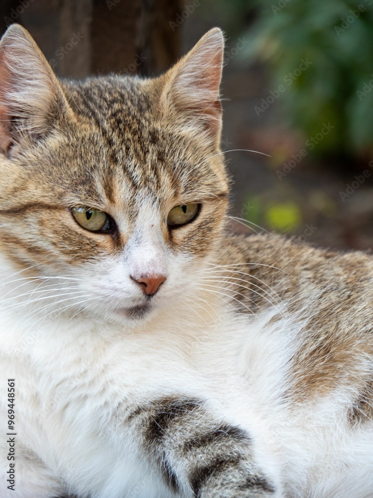 Close-up portrait of a domestic tabby cat with green eyes looking to the side Close-up portrait of a domestic tabby cat with green eyes looking to the side