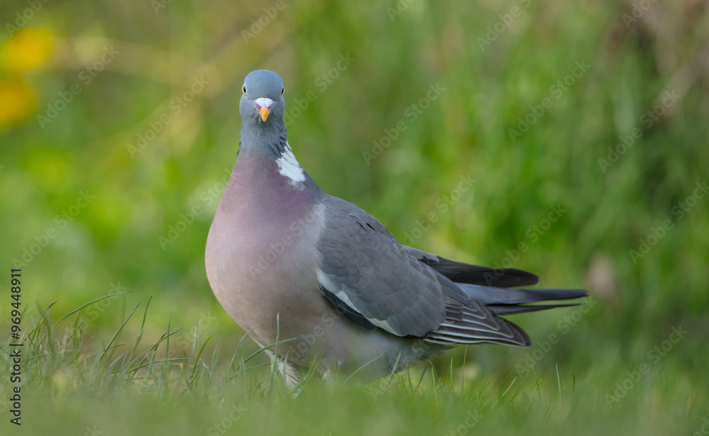 Fototapeta premium Common wood pigeon - in a city park in spring 