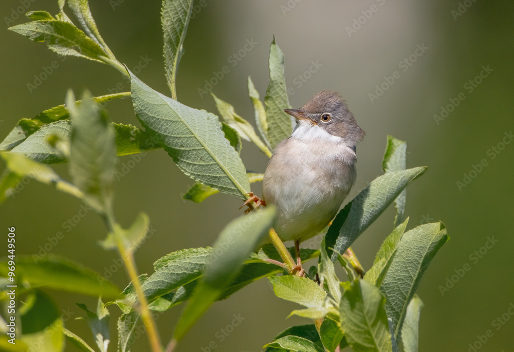 Obraz premium Common whitethroat - at a wet forest in spring