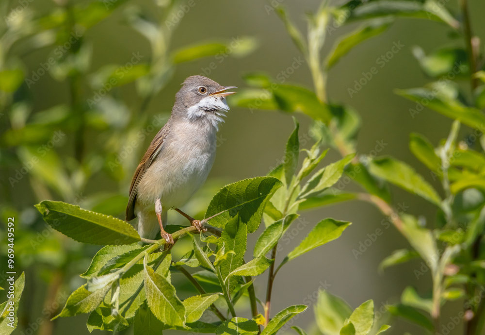Common whitethroat - at a wet forest in spring Common whitethroat - at a wet forest in spring