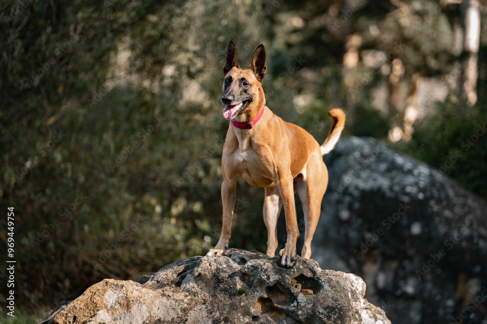 Belgian Malinois dog standing on a rock in a forested area, looking alert and happy Belgian Malinois dog standing on a rock in a forested area, looking alert and happy