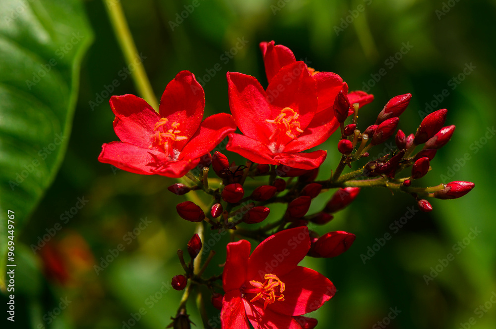 Closeup view of cluster of bright red flowers and buds of jatropha integerrima aka peregrina Closeup view of cluster of bright red flowers and buds of jatropha integerrima aka peregrina