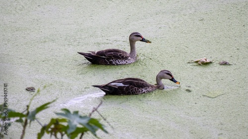 Ducks swimming in a pond with green algae covering the water surface. photo