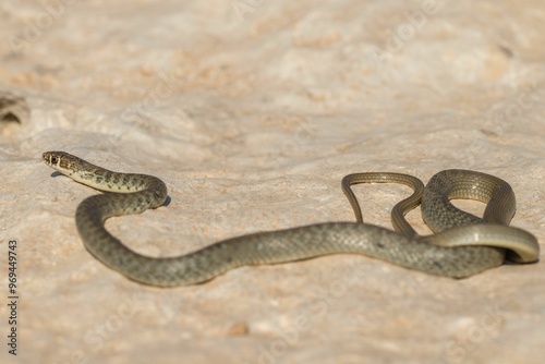 A juvenile Western whip snake (Coluber viridiflavus carbonarius) basking in the island of Malta. photo