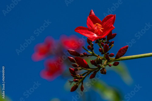 Peregrina flower (Jatropha integerrima) in a greenhouse, photo