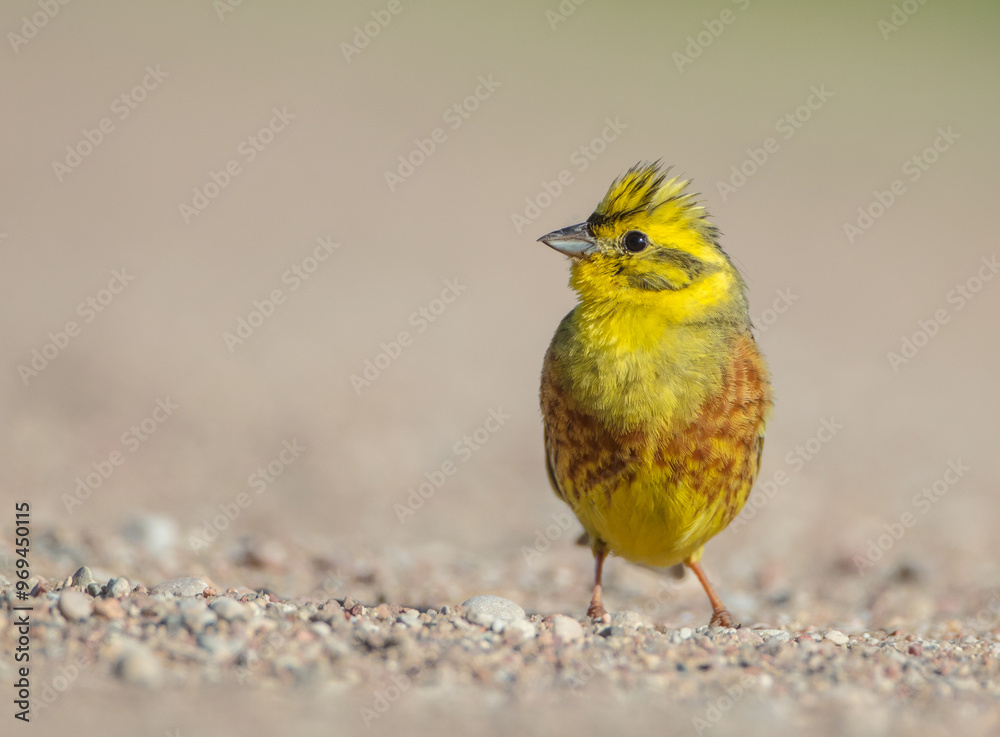 Obraz premium Yellowhammer - male in summer