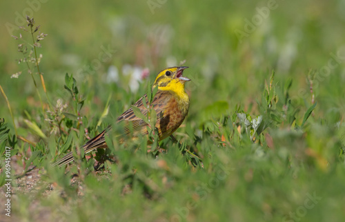 Yellowhammer - male in summer