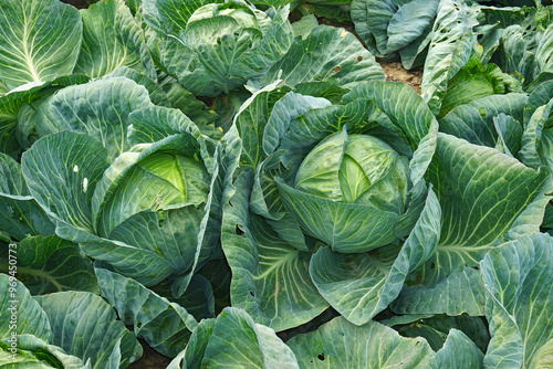 Weißkohl; Weißkraut; white cabbage; Brassica oleracea convar