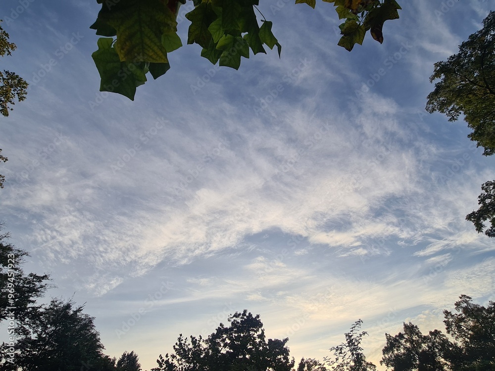 Obraz premium leaves and cloudy, atmospheric sky in Berlin Treptow/Köpenick