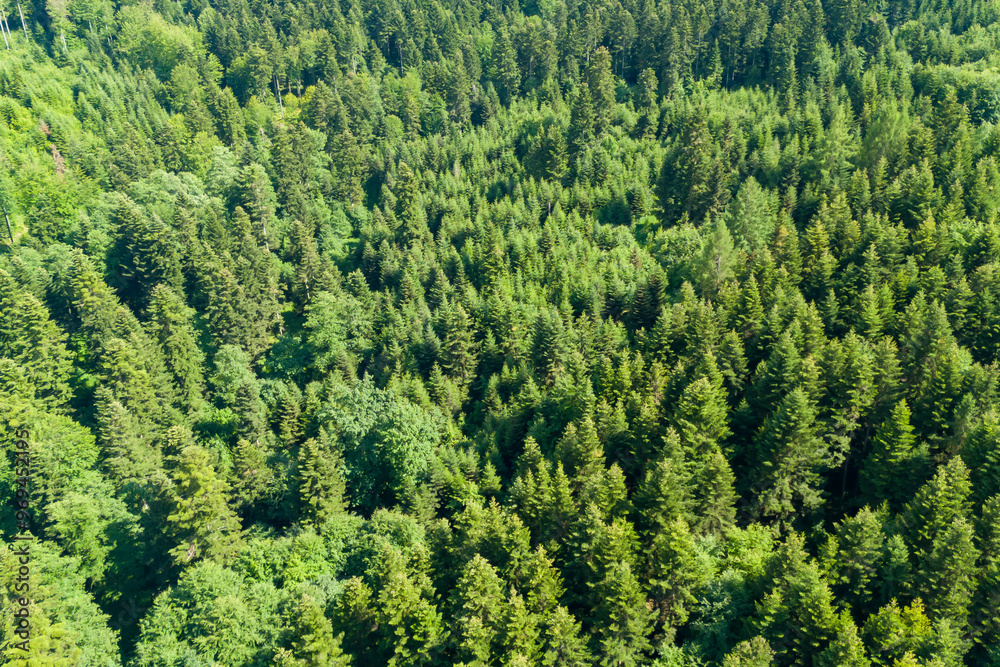 Drone view of a summer forest, showing the vibrant green foliage and dense treetops from a high angle. Drone view of a summer forest, showing the vibrant green foliage and dense treetops from a high angle.