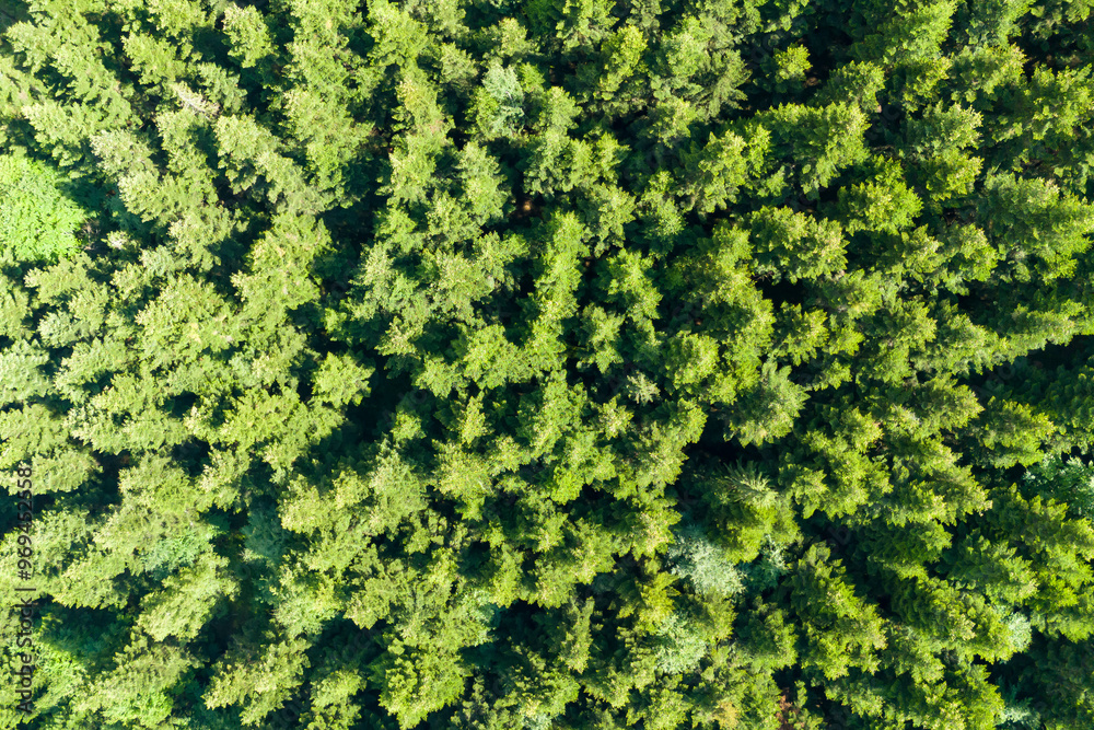Top-down view of a lush summer forest, captured by a drone, highlighting dense foliage and natural textures from above. Top-down view of a lush summer forest, captured by a drone, highlighting dense foliage and natural textures from above.