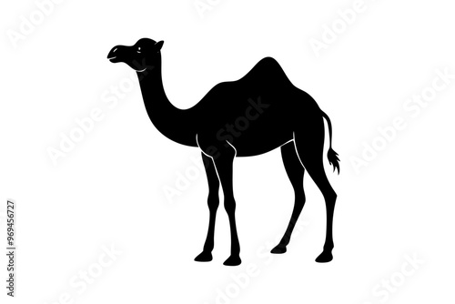 A dromedary camel, a desert mammal, casts a silhouette on white