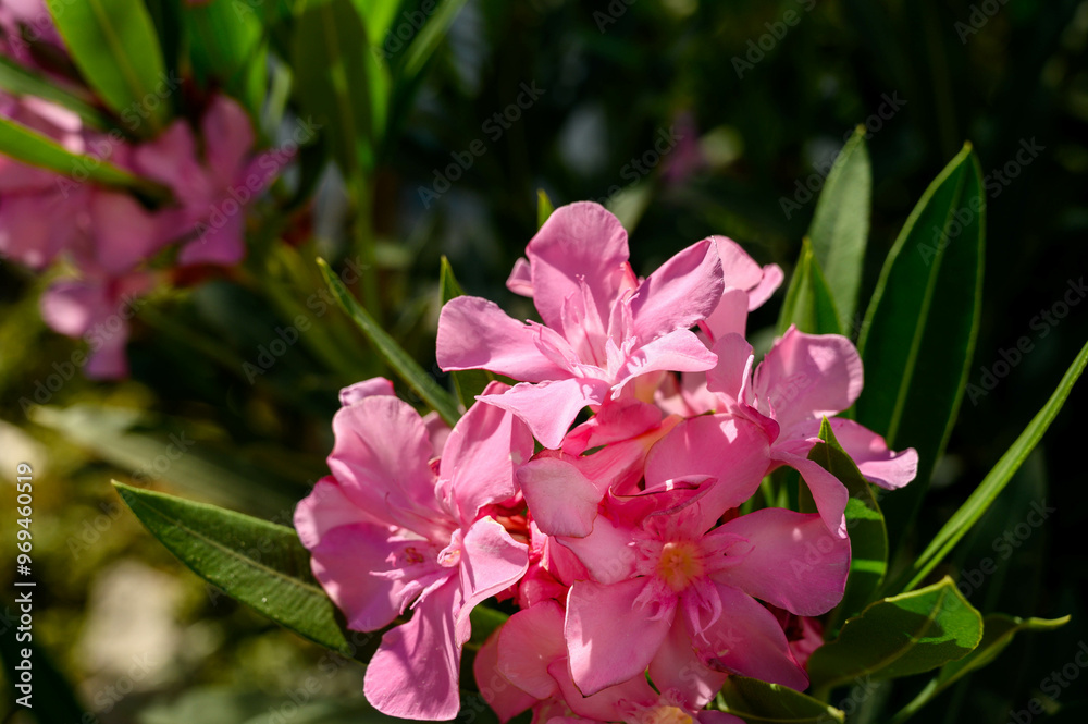 Naklejka premium Pink flowers oleander nerium bush