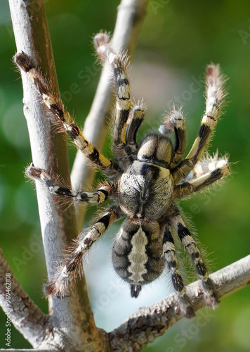 Big spider Tarantula as a pet photo