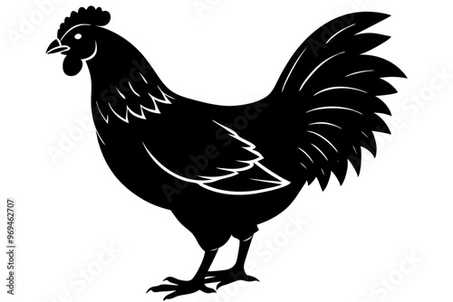A red feathered rooster, a farm animal and domestic fowl, stands isolated on white with a hen