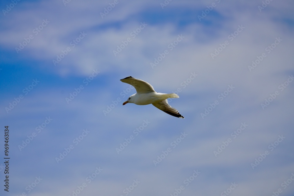 Obraz premium Lesser black-backed gull(Larus fuscus) soars on strong winds above Veiholmen north of Smoela, Norway