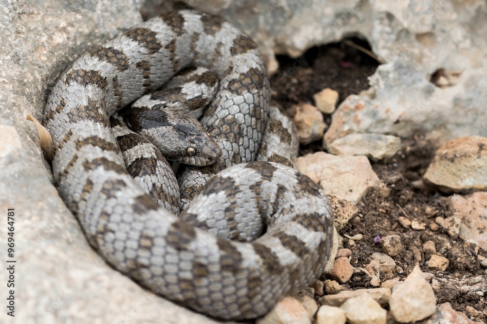 A shot of the European Cat snake (Telescopus fallax) or Soosan Snake on the island of Malta. A shot of the European Cat snake (Telescopus fallax) or Soosan Snake on the island of Malta.