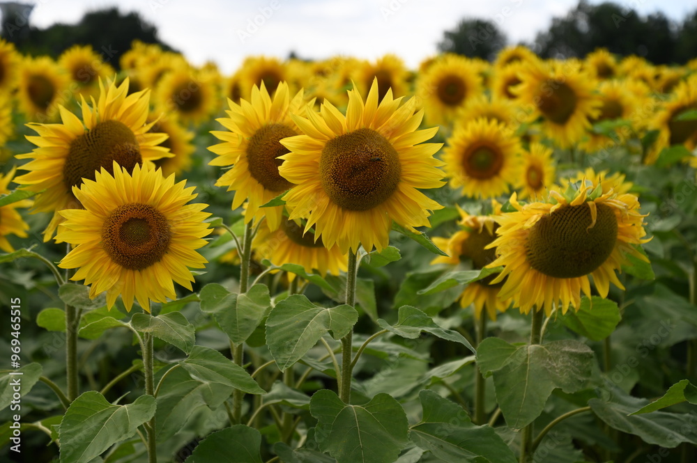 Fototapeta premium Fleurs de tournesol