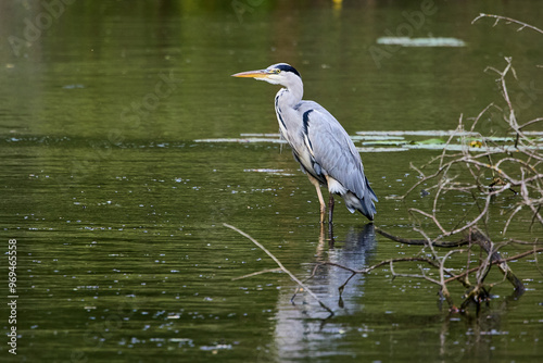 Принти на полотні Grey Heron (Ardea cinerea) standing in water on the shore of a lake