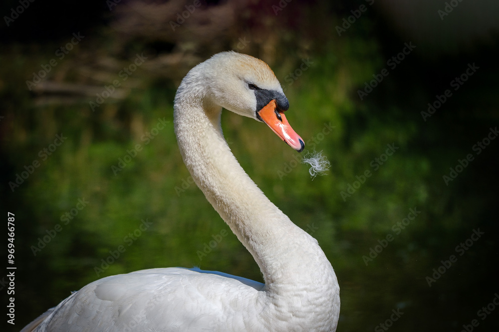 White Mute swan on Krka river White Mute swan on Krka river