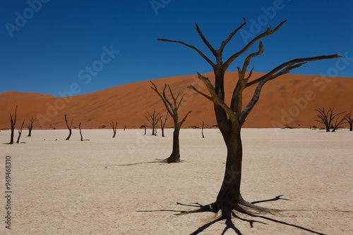 Dead Vlei, Sossusvlei Namibia photo