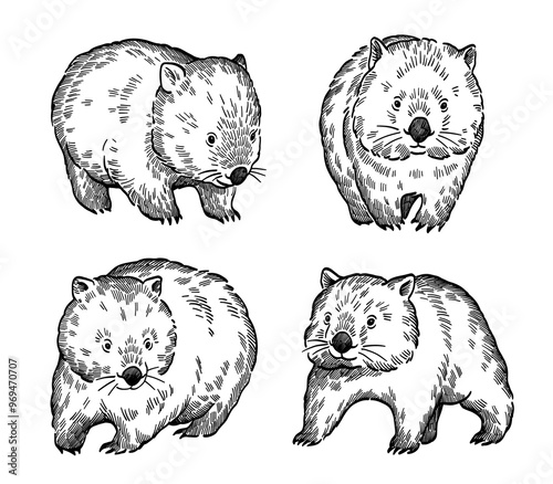 hand drawn line art illustration of wombats